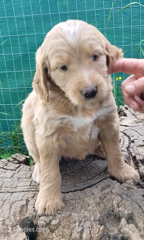 Benji – Goldendoodle puppy for sale in Medford, WI