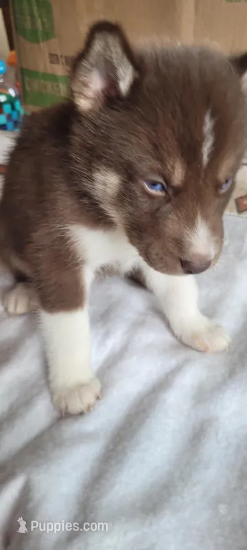 Rocky – Siberian Husky puppy for sale in Medford, WI