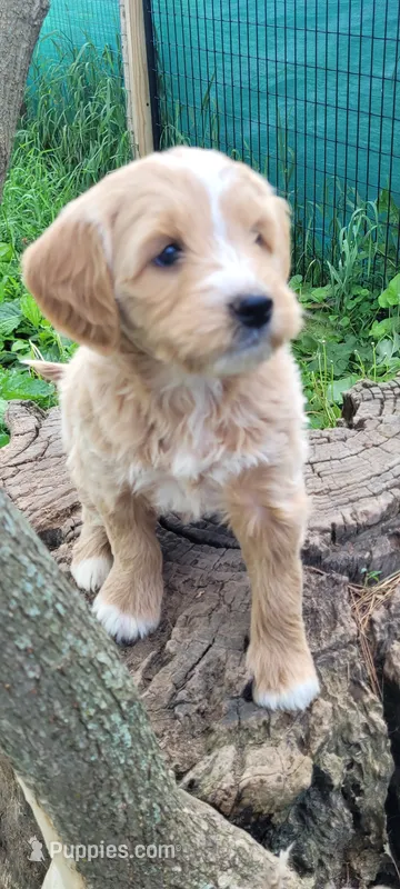 Carmel – Goldendoodle puppy for sale in Medford, WI