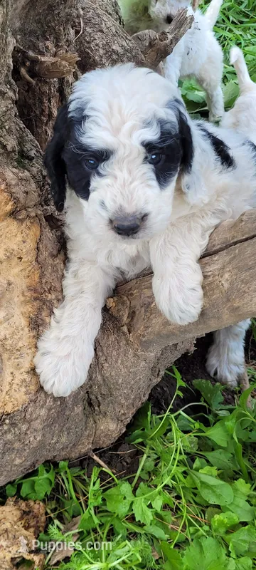 Trixi – Goldendoodle puppy for sale in Medford, WI