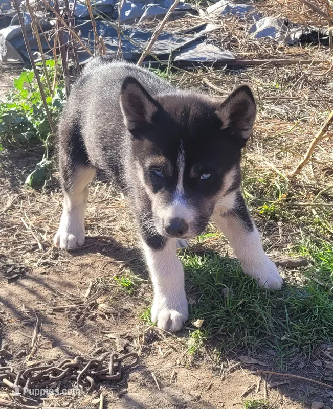 Charlie – Siberian Husky puppy for sale in Medford, WI