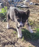 Charlie, a male Siberian Husky for sale in Medford, WI – 1 of 3