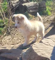 Abby, a female Siberian Husky for sale in Medford, WI – 2 of 3
