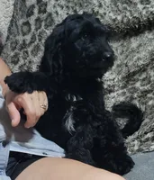 Bean, a male Goldendoodle for sale in Medford, WI – 2 of 2