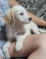 Astred, a female Goldendoodle for sale in Medford, WI – 2 of 2