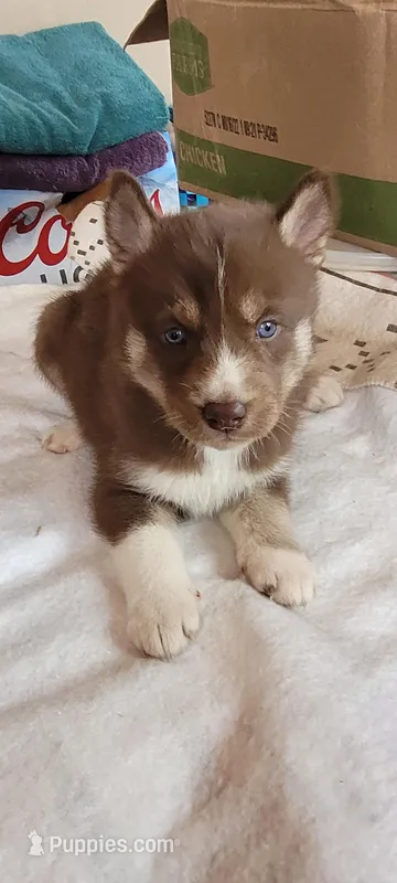 Lucy – Siberian Husky puppy for sale in Medford, WI