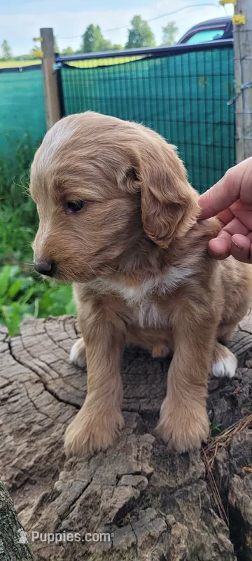 Butterscotch – Goldendoodle puppy for sale in Medford, WI