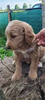 Butterscotch, a female Goldendoodle for sale in Medford, WI – 1 of 1