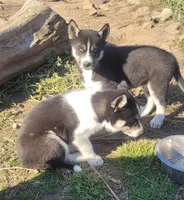 Betty, a female Siberian Husky for sale in Medford, WI – 2 of 3
