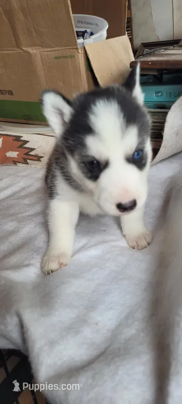 Barney – Siberian Husky puppy for sale in Medford, WI