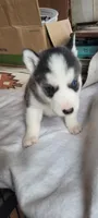 Barney, a male Siberian Husky for sale in Medford, WI – 1 of 1