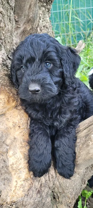 Blackjack – Goldendoodle puppy for sale in Medford, WI