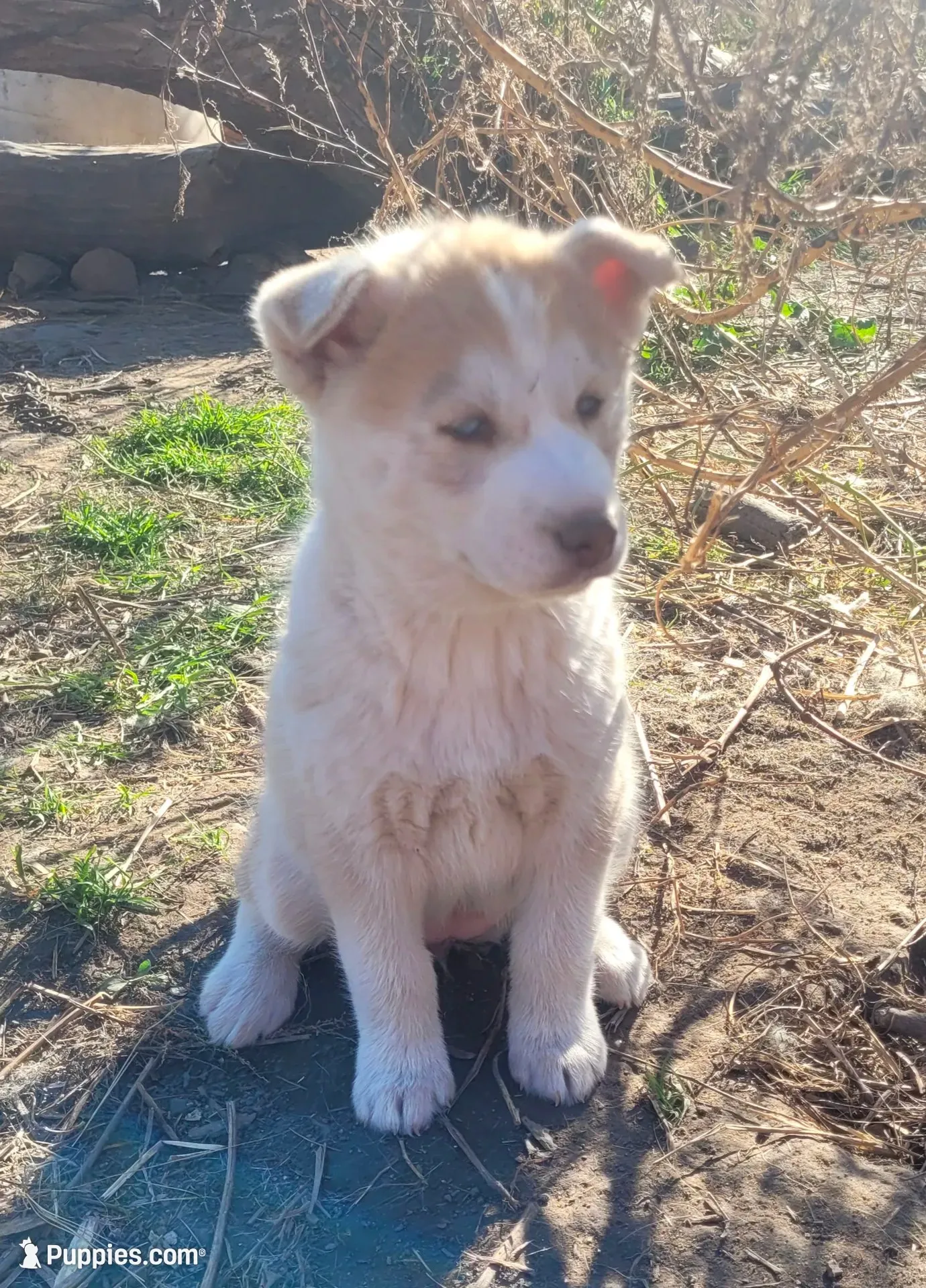 Abby, a female Siberian Husky for sale in Medford, WI – 1 of 3