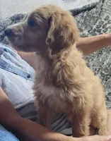Benji, a male Goldendoodle for sale in Medford, WI – 2 of 2