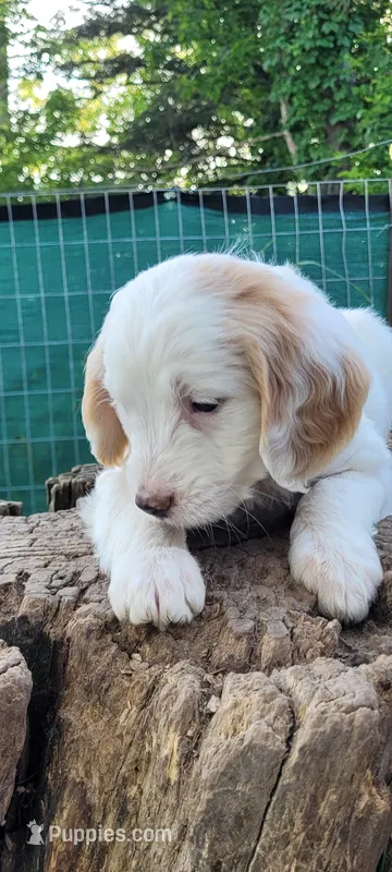 Astred – Goldendoodle puppy for sale in Medford, WI