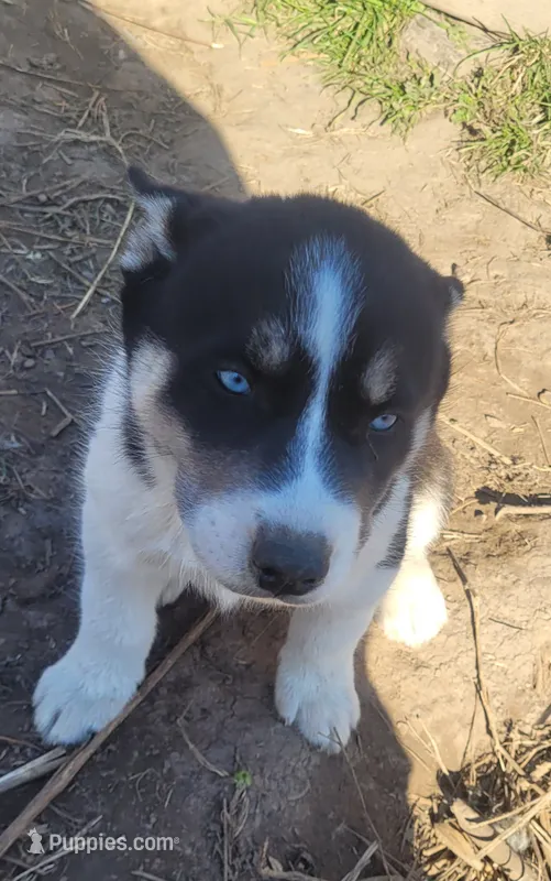 Betty – Siberian Husky puppy for sale in Medford, WI