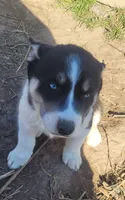 Betty, a female Siberian Husky for sale in Medford, WI – 1 of 3