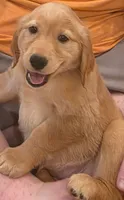 Red Girl, a female Golden Retriever for sale in Fortson, GA – 1 of 6