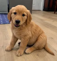 Red Girl, a female Golden Retriever for sale in Fortson, GA – 4 of 6
