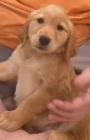 Red Girl, a female Golden Retriever for sale in Fortson, GA – 2 of 6