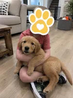 Fred , a male Golden Retriever for sale in Fortson, GA – 3 of 3