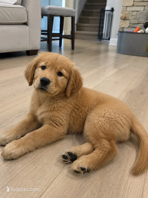 Fred  – Golden Retriever puppy for sale in Fortson, GA