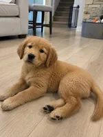 Fred , a male Golden Retriever for sale in Fortson, GA – 1 of 3