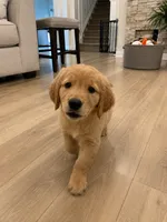 Fred , a male Golden Retriever for sale in Fortson, GA – 2 of 3