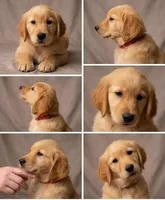 Red Girl, a female Golden Retriever for sale in Fortson, GA – 6 of 6