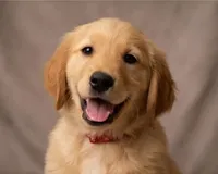 Red Girl, a female Golden Retriever for sale in Fortson, GA – 5 of 6