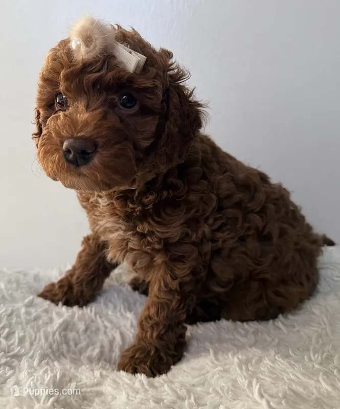 Toasty  – Poodle - Miniature  puppy for sale in Martinez, CA