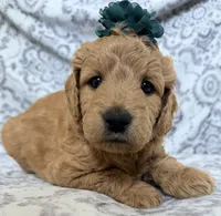 Maple , a female Miniature Goldendoodle for sale in Martinez, CA – 4 of 5