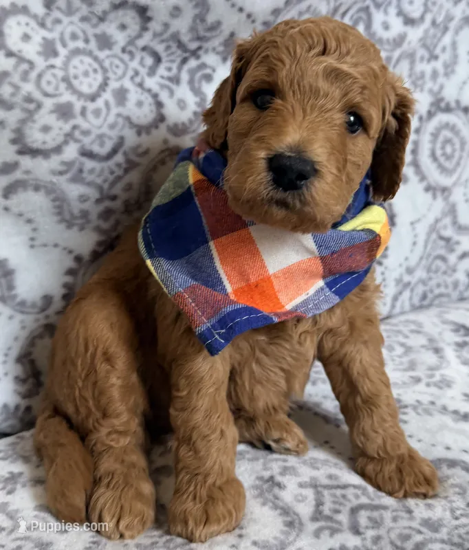 Maximus  – Miniature Goldendoodle puppy for sale in Martinez, CA