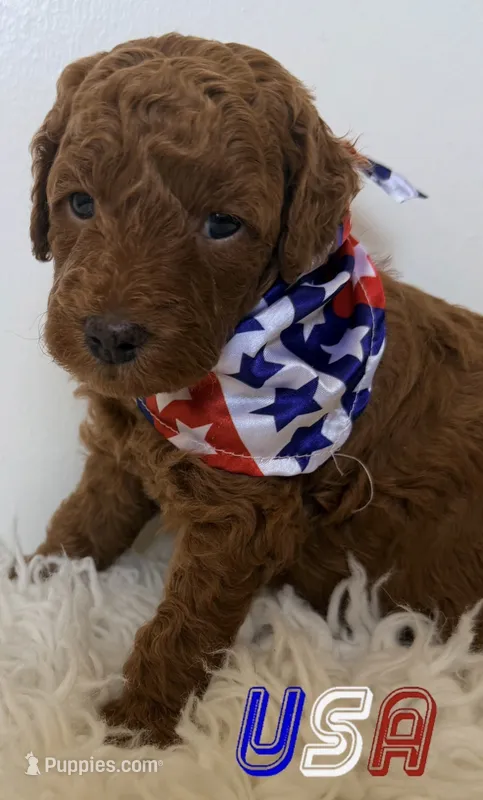 Woody – Poodle - Miniature  puppy for sale in Martinez, CA