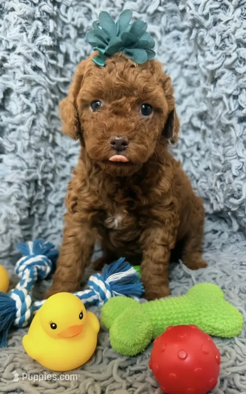 Chocolate  – Poodle - Miniature  puppy for sale in Martinez, CA