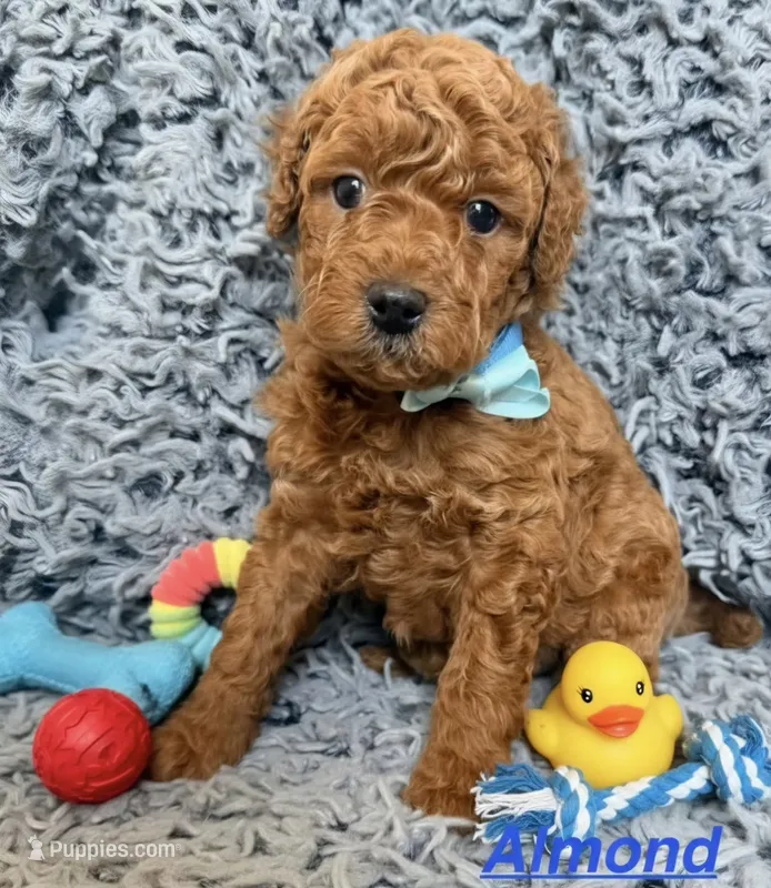 Almond  – Poodle - Miniature  puppy for sale in Martinez, CA