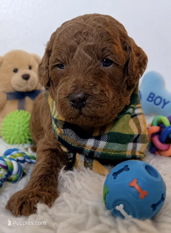 Woody – Poodle - Miniature  puppy for sale in Sacramento, CA