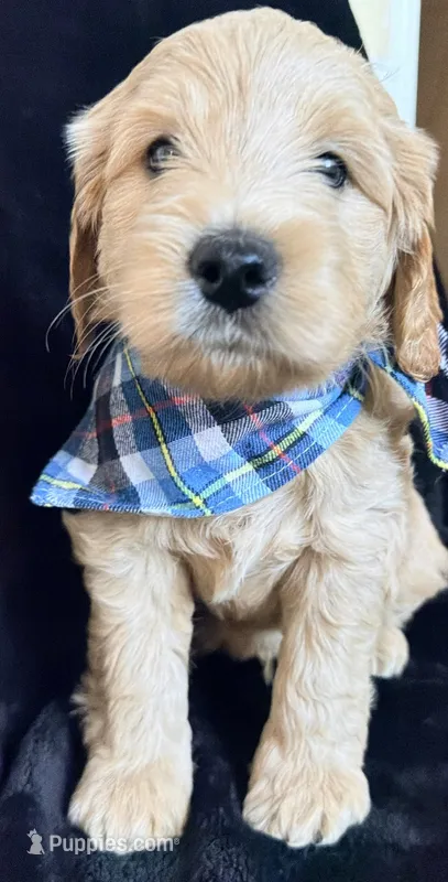 Bison  – Miniature Goldendoodle puppy for sale in Martinez, CA