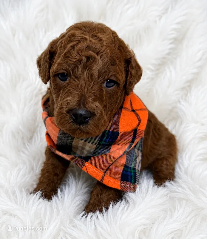 Almond  – Poodle - Miniature  puppy for sale in Sacramento, CA