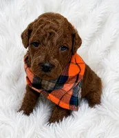 Almond , a male Poodle - Miniature  for sale in Sacramento, CA – 1 of 1