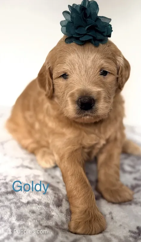 Goldy  – Goldendoodle puppy for sale in Martinez, CA