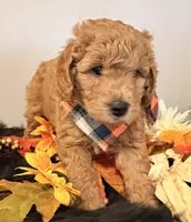 Maximas , a male Miniature Goldendoodle for sale in Martinez, CA – 4 of 4