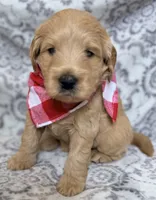Bison , a male Miniature Goldendoodle for sale in Martinez, CA – 5 of 5