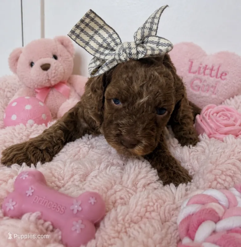 Toasty  – Poodle - Miniature  puppy for sale in Martinez, CA