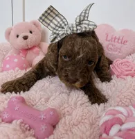 Toasty , a female Poodle - Miniature  for sale in Martinez, CA – 1 of 1