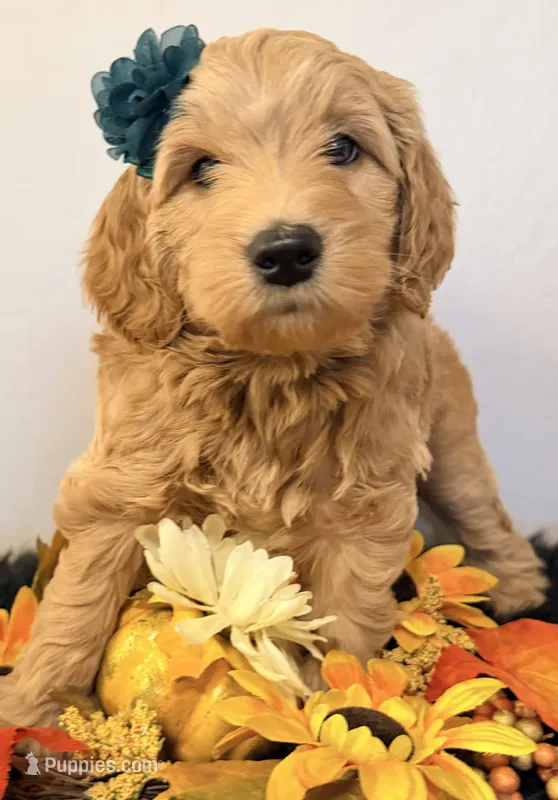 Goldy  – Miniature Goldendoodle puppy for sale in Martinez, CA