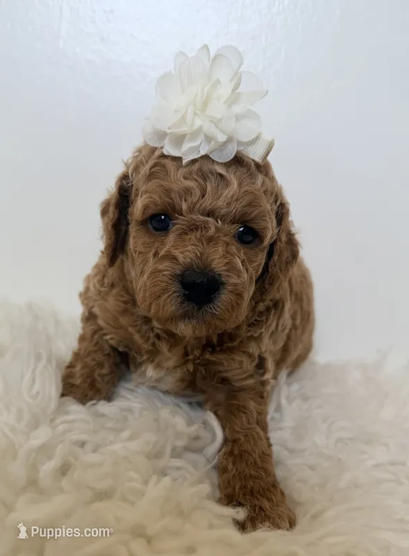 Vanilla  – Poodle - Miniature  puppy for sale in Martinez, CA