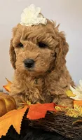  Carmella , a female Miniature Goldendoodle for sale in Martinez, CA – 2 of 3