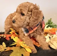 Maximas , a male Miniature Goldendoodle for sale in Martinez, CA – 3 of 4