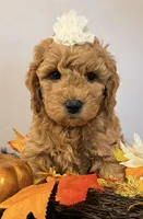  Carmella , a female Miniature Goldendoodle for sale in Martinez, CA – 1 of 3